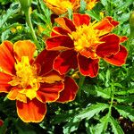 Tagetes erecta 花
