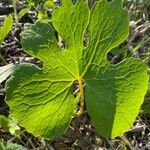 Sanguinaria canadensis Fulla