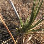 Yucca arkansana Habit