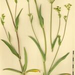 Bupleurum alpigenum その他の提案