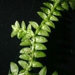 Selaginella helvetica ഇല