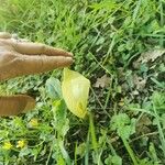 Arum italicum x Arum maculatumFlower