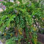Duranta erecta Libunga