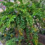 Duranta erecta Habit