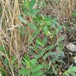 Euphorbia nutans Leaf