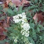 Achillea crithmifolia Кветка