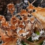 Primula hirsuta Fruto