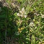 Ligustrum vulgareFlower