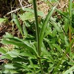 Silene viridiflora Arall