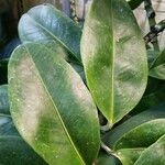 Anthurium scandens Hoja