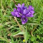 Campanula glomerata Цветок