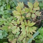 Paeonia × suffruticosa List