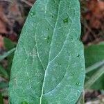 Arctium minus Hostoa