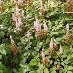 Spiraea tomentosa Habit