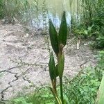 Iris pseudacorus ഫലം