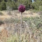 Allium atroviolaceum Flor