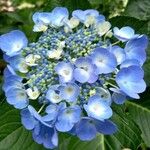 Hydrangea spp.Flor