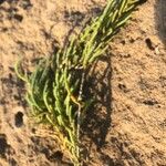 Salicornia perennis Blatt