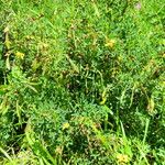 Cytisus emeriflorus Habitus