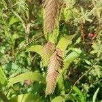 Chasmanthium latifolium Плод