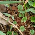 Dichondra micrantha 葉