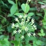 Aralia hispida 花