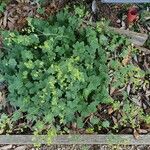 Alchemilla xanthochlora Хабит