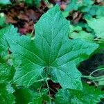 Bryonia cretica Leaf