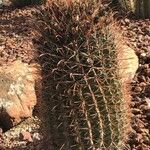 Ferocactus peninsulae ഇല