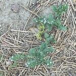 Verbena bracteata Blatt