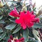 Rhododendron ferrugineum Flower