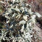 Elaeagnus commutata Hoja