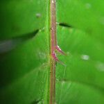 Pteris catoptera برگ