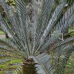 Encephalartos lehmannii ഇല