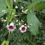 Paederia foetida Virág