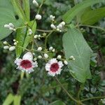 Paederia foetida ফুল