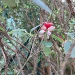 Feijoa sellowiana Cvet