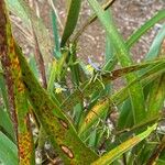 Dianella sandwicensis Blomst