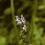 Scutellaria serrata Λουλούδι