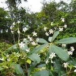 Pittosporum heckelii Habitus