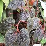 Begonia scabrida Лист