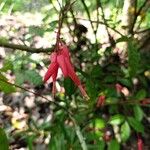 Quassia amara Flor