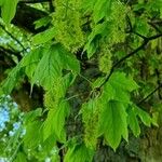 Acer diabolicum Folla