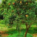 Citrus sinensis Blad