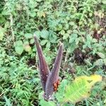 Asclepias variegata Квітка