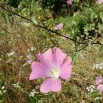 Malva punctata फूल