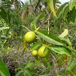 Alibertia edulis Fruit