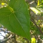 Mikania scandens Leaf