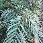 Mahonia fortunei Leaf