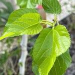 Morus macroura Leaf